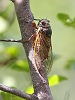 J16_1720 Cicada - more natural